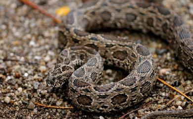 Daboia siamensis (Smith, 1917) 鎖蛇