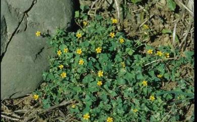 Oxalis corniculata 酢漿草