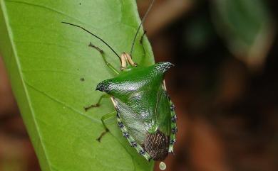 Rhynchocoris humeralis (Thunberg, 1783) 柃蝽