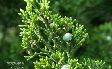 Juniperus chinensis fo. kaizuca NULL 龍柏