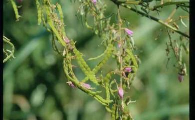 Puhuaea sequax (Wall.) H.Ohashi & K.Ohashi 波葉山螞蝗