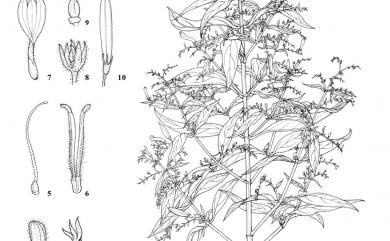 Andrographis paniculata (Burm. f.) Wall. 穿心蓮