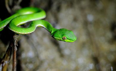 Trimeresurus stejnegeri Schmidt, 1925 赤尾青竹絲