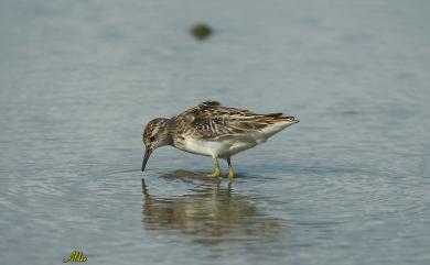 Calidris subminuta (von Middendorff, 1853) 長趾濱鷸