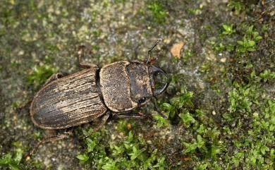 Dorcus taiwanicus Nakane & Makino, 1985 臺灣鏽鍬形蟲