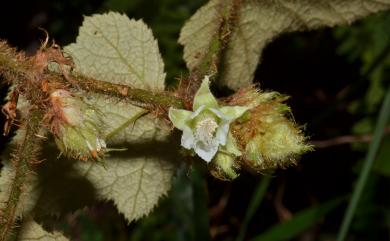 Rubus rufus Focke 棕紅懸鉤子