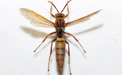 Polistes jokahamae Radszkowski, 1887 暗黃長腳蜂