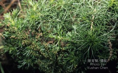 Artemisia capillaris Thunb. 茵陳蒿