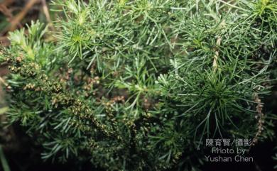 Artemisia capillaris 茵陳蒿