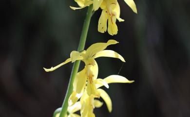 Calanthe sieboldii 黃根節蘭