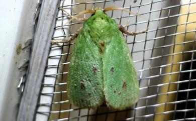 Thespea virescens (Matsumura, 1911) 褐點禾綠刺蛾
