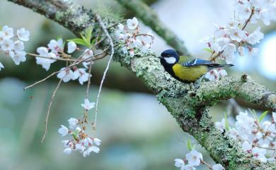 Parus monticolus insperatus (Swinhoe, 1866) 青背山雀