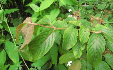 Viburnum plicatum var. formosanum Y.C.Liu & C.H.Ou 臺灣蝴蝶戲珠花