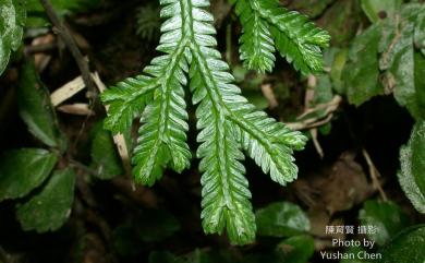 Selaginella doederleinii subsp. doederleinii 生根卷柏