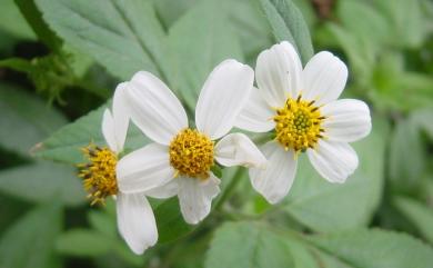 Bidens pilosa var. radiata 大花咸豐草