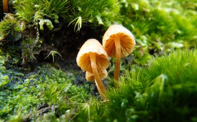 Galerina hynorum 苔蘚盔孢傘