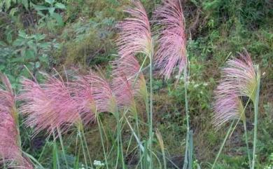 Miscanthus floridulus 五節芒