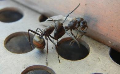 Formicidae 蟻科