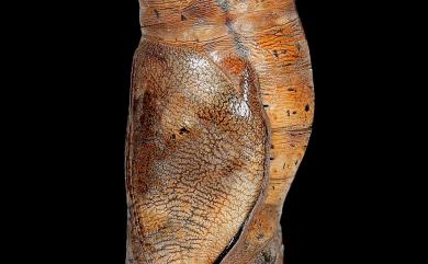 Doleschallia bisaltide philippensis Fruhstorfer, 1899 蠹葉蝶