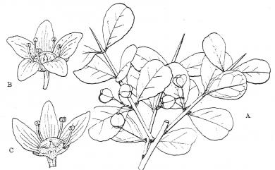 Maytenus diversifolia (Maxim.) Ding Hou 北仲