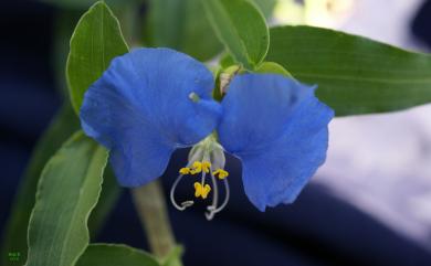 Commelina communis L. 鴨跖草