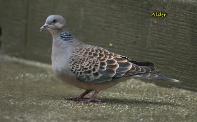 Streptopelia orientalis orii 金背鳩