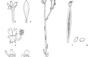 Stylidium tenellum Sw. ex Willd. 狹葉花柱草