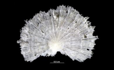 Fungiacyathus fragilis Sars, 1872 脆弱蕈杯珊瑚