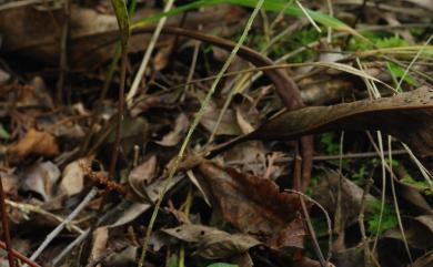 Goodyera bomiensis K.Y.Lang 波密斑葉蘭