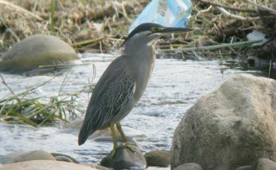 Butorides striata carcinophila 綠簑鷺