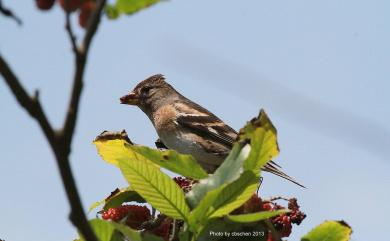 Fringilla montifringilla Linnaeus, 1758 花雀