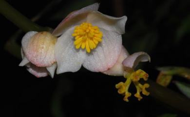 Begonia tengchiana C.I Peng & Y.K.Chen 藤枝秋海棠