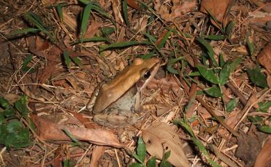 Hylarana guentheri (Boulenger, 1882) 貢德氏赤蛙
