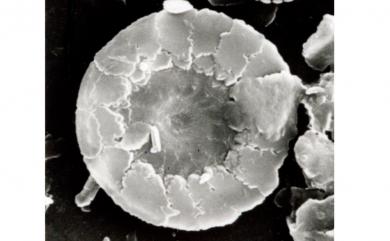 Oolithotus fragilis 脆弱卵石藻