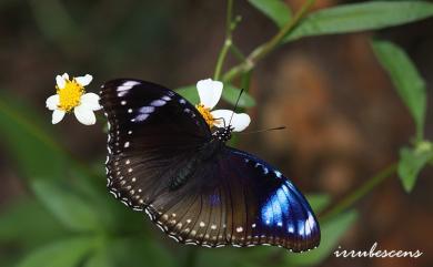 Hypolimnas bolina kezia (Butler, 1877) 幻蛺蝶