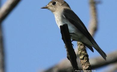 Muscicapa dauurica dauurica Pallas, 1811 寬嘴鶲