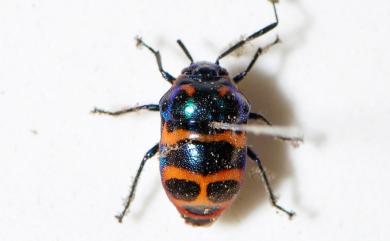 Chrysocoris fascialis (White, 1842) 黑條黃麗盾蝽