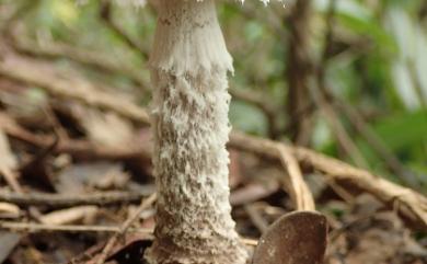 Amanita