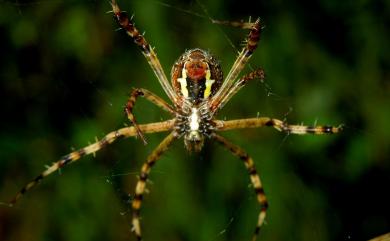 Argiope minuta Karsch, 1879 小形金蛛