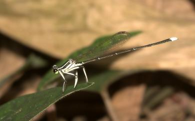 Copera ciliata (Selys, 1863) 環紋琵蟌