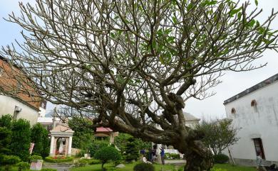 Plumeria rubra L. 雞蛋花