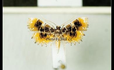 Thysanoidma octalis Hampson, 1891 八點纓翅水螟