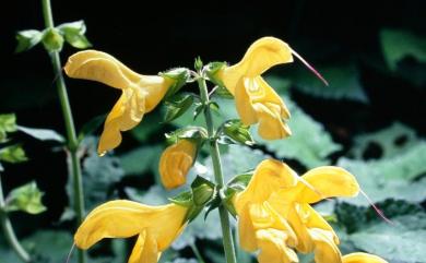 Salvia nipponica var. formosana (Hayata) Kudô 黃花鼠尾草