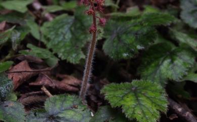 Mitella formosana (Hayata) Masam. 臺灣嗩吶草