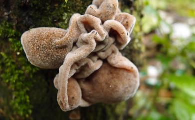 Auricularia polytricha (Mont.) Sacc. 毛木耳