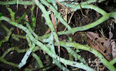 Goniophlebium formosanum (Baker) Rödl-Linder 臺灣水龍骨