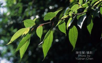 Oreocnide pedunculata (Shirai) Masam. 長梗紫麻