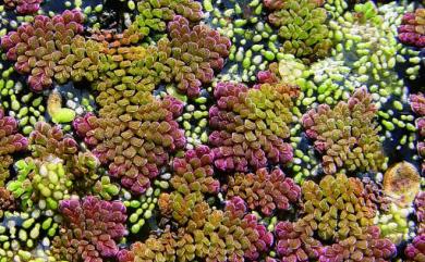 Azolla pinnata R.Br. 滿江紅