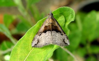 Dichromia indicatalis (Walker, 1859 1858) 清兩色裳蛾