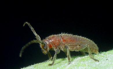 Pseudanaesthetis rufipennis (Matsushita, 1933) 紅翅平山天牛